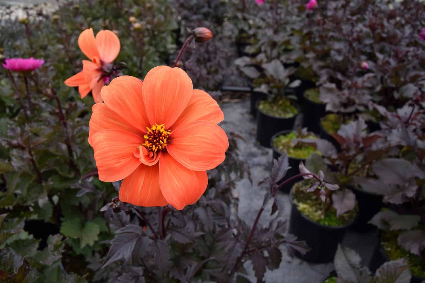 Dahlia 'Bishop of Oxford' !! SPECIAL OFFER !!